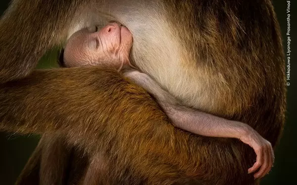 Primate Power Play: Nature's Reminder in Sri Lanka