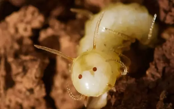 Unveiling the Fly Larva's Ingenious Termite Deception