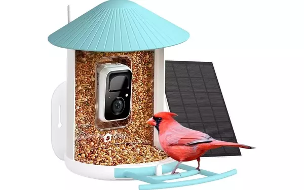 Discover the Joy of Birdwatching with This Innovative Smart Feeder