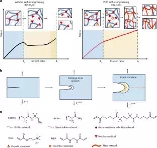 Unlocking Self-Strengthening Mechanisms in Polymer Networks Through Mechanochemistry