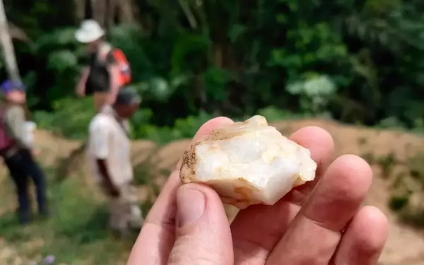 Rainforest Habitats Played a Crucial Role in Early Human Evolution