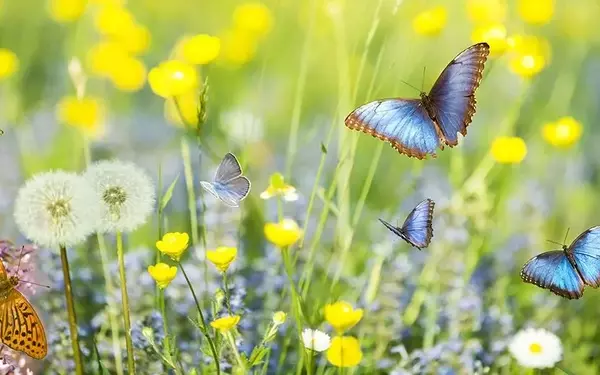 GSAM Introduces Pioneering Biodiversity Investment Fund