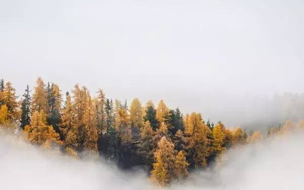 Rainforest Carbon Removal Units: A Promising Investment in Emissions Reduction