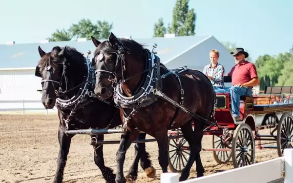 A Legacy of Bonding Through Draft Horses