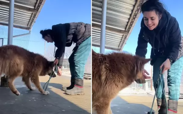 Hope for the Forgotten: A Volunteer's Journey with a Shelter Dog