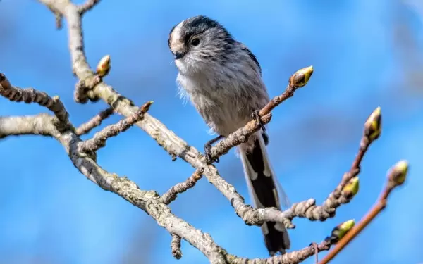 Unveiling the Social Tapestry of Long-Tailed Tits: A Study in Kinship and Survival
