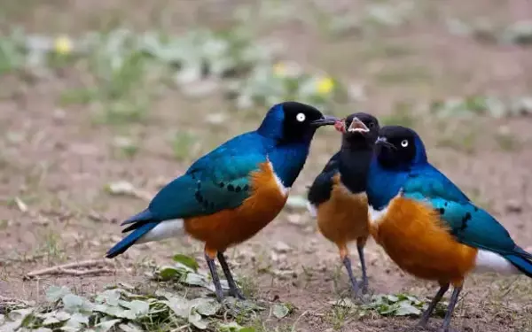 Reciprocal Relationships Among Superb Starlings Unveiled
