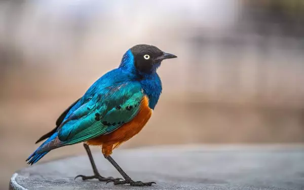 Unveiling the Complex Social Bonds of Superb Starlings