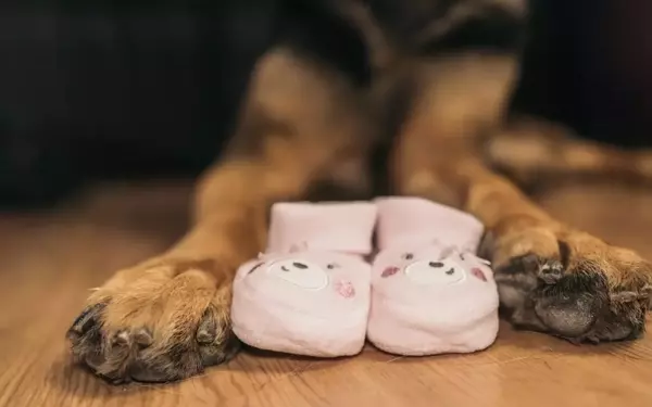 A Heartwarming Tale of Sibling Bonding Between a German Shepherd and His Baby Sister