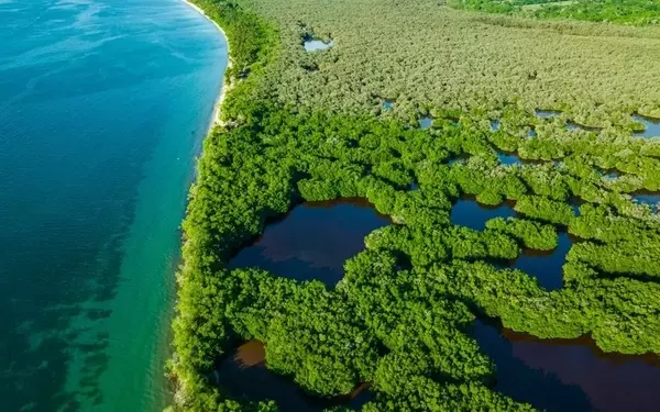 Colombia's Groundbreaking Biodiversity Bonds: A New Era in Sustainable Finance