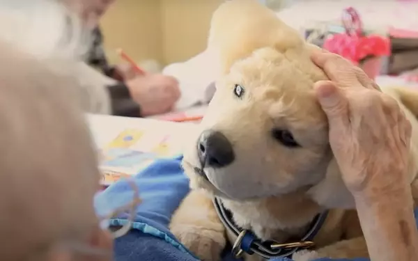 Robotic Companion Animals: A New Frontier in Elderly Care