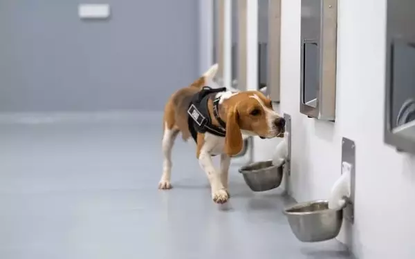 SpotitEarly Pioneers Canine-AI Hybrid for Early Cancer Detection