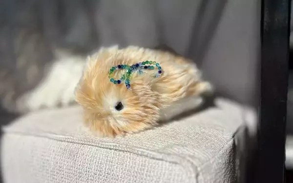 A Month with Casio's AI Companion: The Moflin Pet