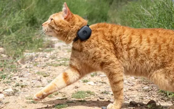 Life360 Unveils New GPS Tracker to Prevent Pet Escapes