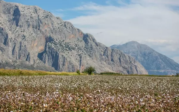 The European Cotton Revival: A Sustainable Luxury Trend