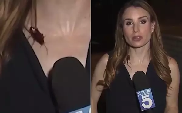 Unflappable Reporter's Cockroach Encounter Goes Viral