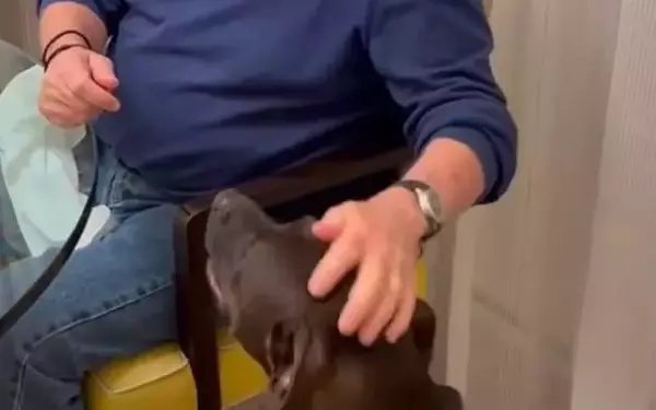 Billionaire's Pet Trouble: A New Lawsuit Over a 'Dangerous' Pit Bull