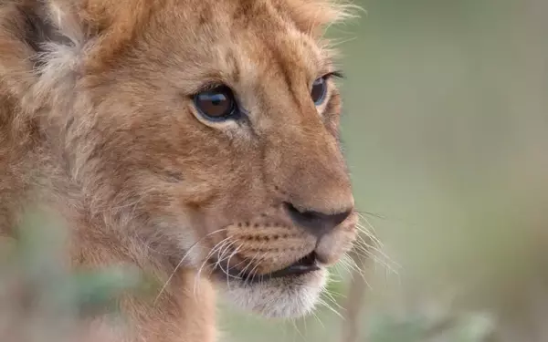 Jon Favreau's Harrowing Journey into Wildlife Documentary with National Geographic's 'Lion'