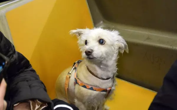 Canine Companions: Dogs Navigating the NYC Subway