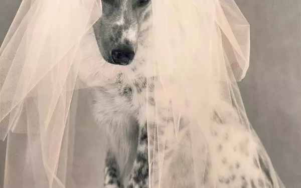 A Whimsical Canine Wedding: Revisiting 'Puppy Love' from Vogue's 1998 Archives