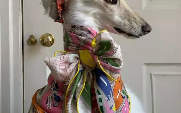 Samantha: The Afghan Hound Redefining Canine Chic
