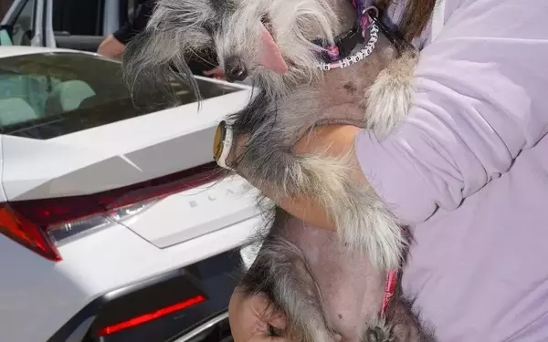 The Charm of the Unconventional: Celebrating the World's Ugliest Dogs