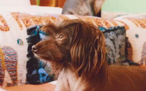 Lena Dunham and Her Beloved Canine Companions: Ingrid and Cornichon
