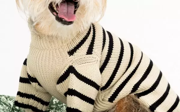 Behind the Scenes of a Star-Studded Canine Photoshoot