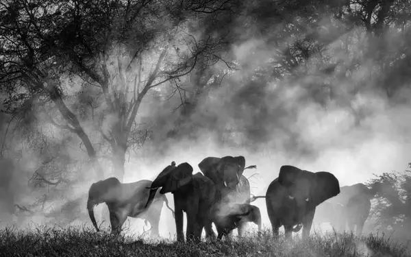 Werner Herzog's 'Ghost Elephants' Secures Home Entertainment Distribution with Buffalo 8