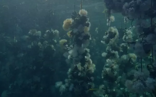 Examining Ecological Change Through the Unique Lens of Oyster Farming in 'Concrete Turned to Sand'