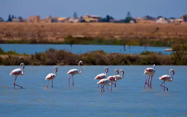 Global Birdwatching Destinations